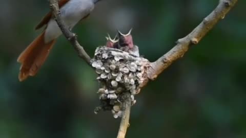 Wildlife is in closer view with natural perspective.