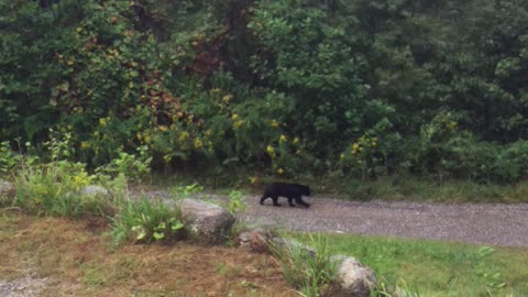 Bear family forages