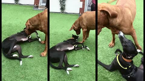 Hungarian Vizsla And Whippet Lurcher Together Again