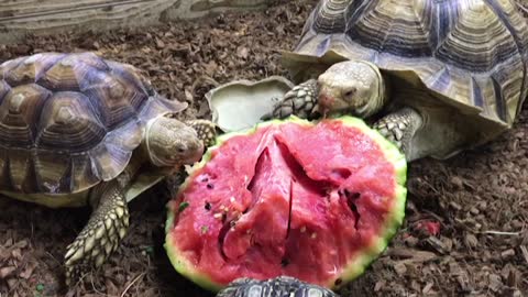 Land turtle snack time