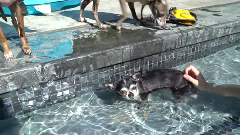 Techniques of Teaching to Dogs How To Swim