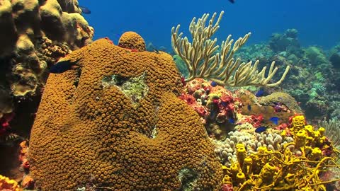 colored coral weeds