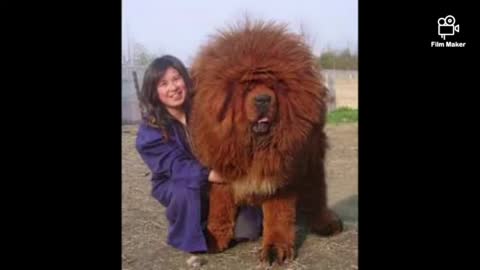 Top 10 Most Expensive Dogs in The World 2020