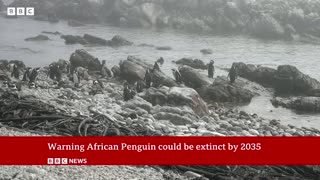 The fight to save the African penguin | BBC News
