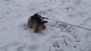Max the Yorkie Loves the Snow