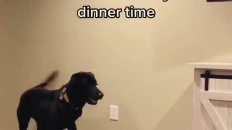 Funny dogs Reaction dancing 😂