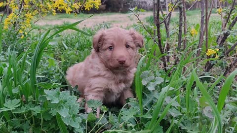 Cute dogs puppie in green grass