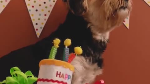 Dog Enjoying His Birthday🎂🎁🎉