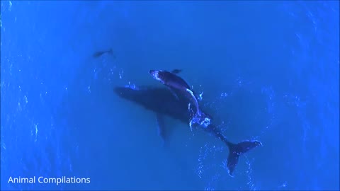 Wild Dolphins Swimming in Compilation HD