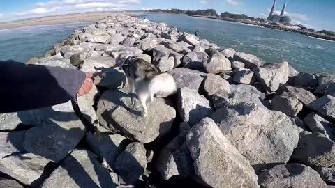 GONE WRONG: Loose Dog Approaches MALE Siberian Husky Enjoying His Beach Run!