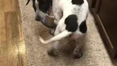 White dog black spots tries to catch its own tail