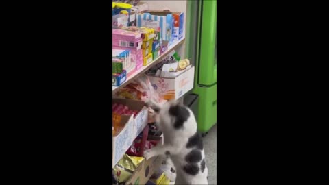 Funny cats /Dogs Videos