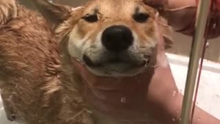 Happy dog appears to be smiling during his bath