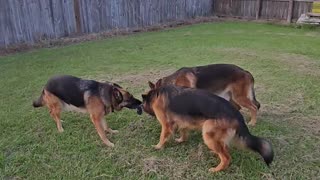 All 3 dogs playing with a rope with a tire Rome Jules Ursa German Shepherds