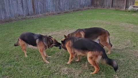 All 3 dogs playing with a rope with a tire Rome Jules Ursa German Shepherds