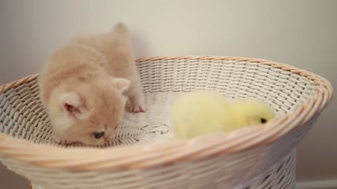 #Amazing small kittens plays a tiny chickss😂😬😬