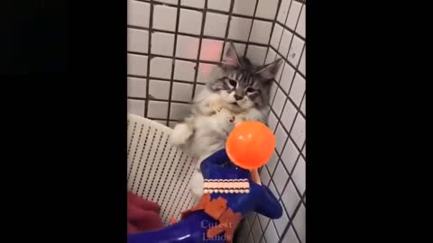 Dogs and Cats Smart and Funny Videos