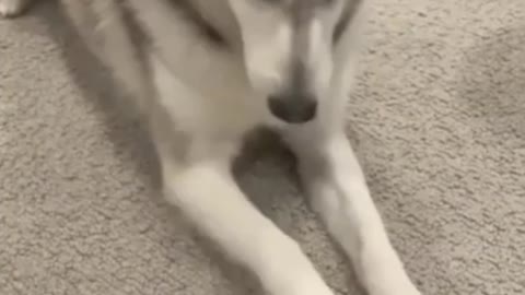 Huskies are built different