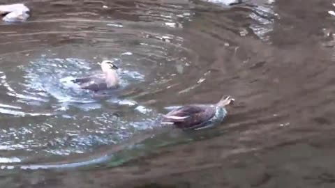 Mallard Ducks Mating