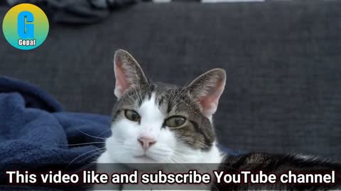 Baby cats cut cat funny video