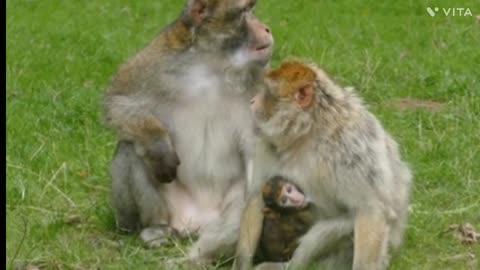 Indian monkey eating cake