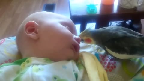 Bird gives kisses and sings to a sleeping baby