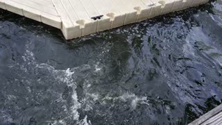 Feeding the fish in Ft. Lauderdale