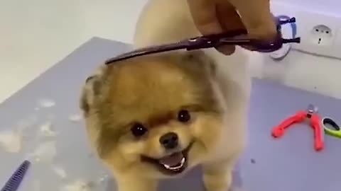 This Dog Gets Cut