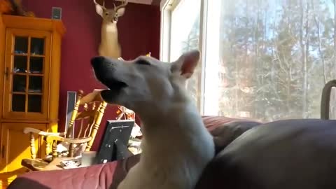 Watch this cute dog go crazy____Cute dogs react to police sirens