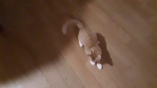 Cat playing with a Rat. (No cats were harmed in the making of this video.)