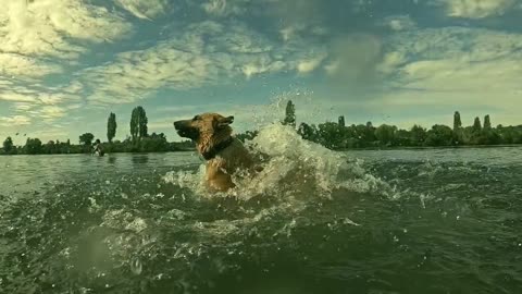 A Dog Swimming Dream | #funnypets Rumble