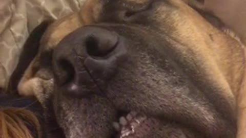 Big dog snoring next to owner