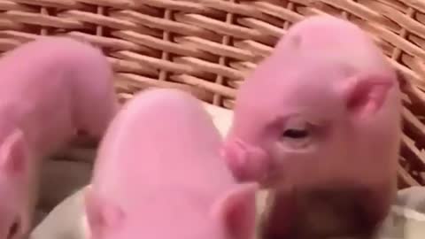 How is it so cute into a roast Suckling pig