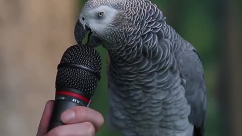 Funny parrots talking