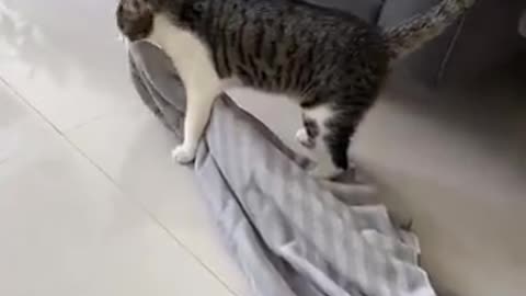 The kitten is helping the owner mop the floor