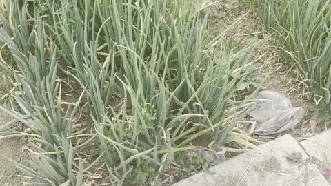 The shallots are greener. All the rows are green