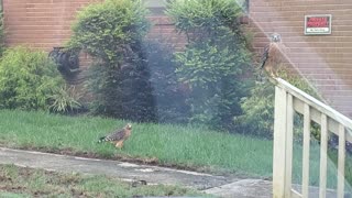 Beautiful Hawks Feeding