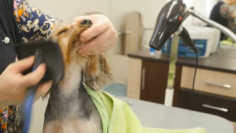 The groomer combs the dog's hair