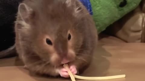 hamster asmr