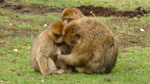 Ape monkey with son and father