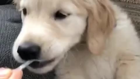 Must watch Adorable puppy preciously eats from spoon