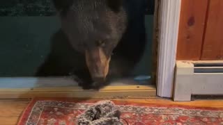 Black Bear Looks Both Ways Before Taking Snow Boot