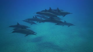 Dolphins Work Together to Find Food