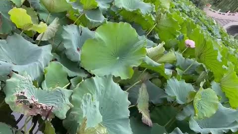 Lots and lots of lotus leaves and flowers