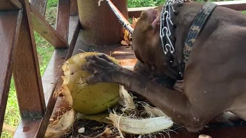 It loves coconuts