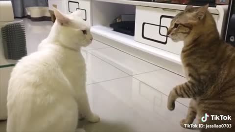 Cats talking!!! This cats can speak enlish better than hooman.