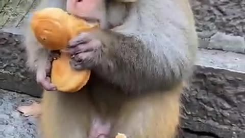 Greedy Monkey Cute Video Funny Video Banana Monkey