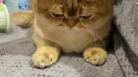 Baby Cats - Cute and Funny Cat Videos Compilation &5 || Cutest Kitten