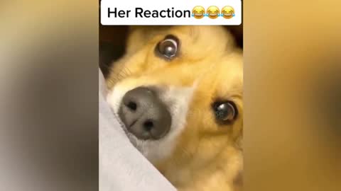 yt1s.com - Dogs reaction to cutting cake funny dogs compilations shorts