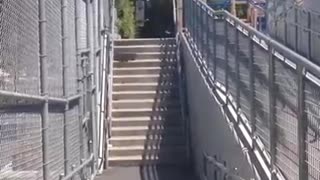 Guy goes for 15 stair skate jump